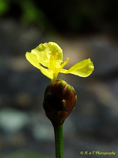 {Xyris sp.}